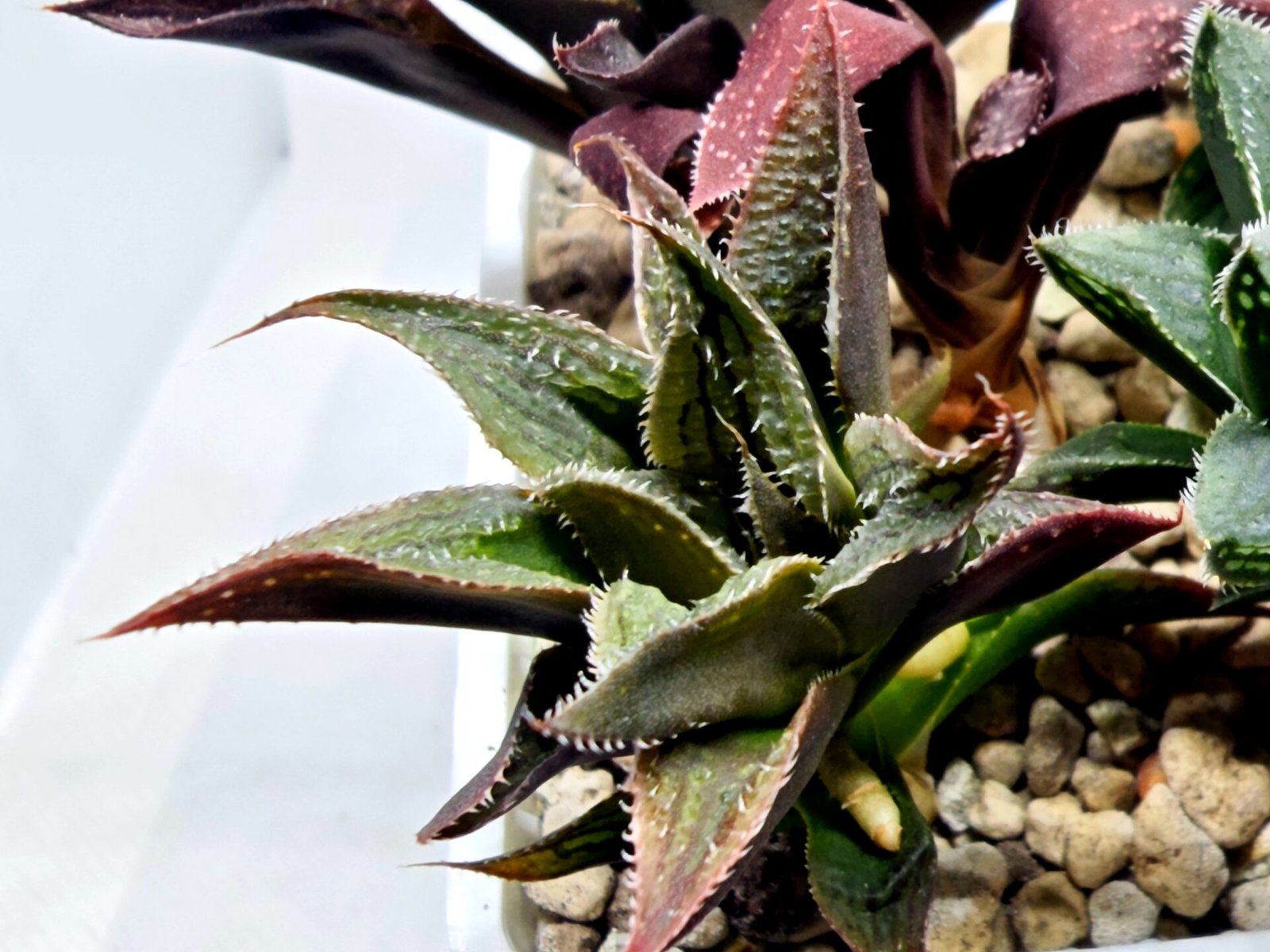 Haworthia Seedling MS174 Koibito Splendens x Syoukin Var - 4