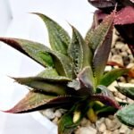 Haworthia Seedling MS174 Koibito Splendens x Syoukin Var - 5