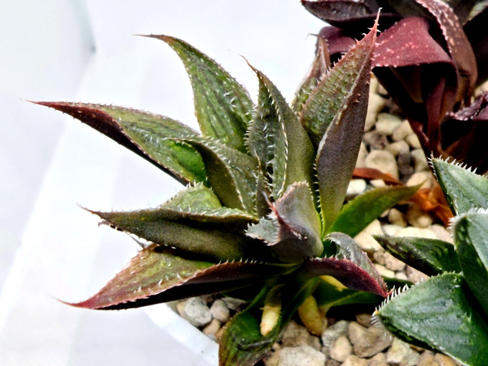 Haworthia Seedling MS174 Koibito Splendens x Syoukin Var - 5