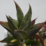 Haworthia Seedling MS174 Koibito Splendens x Syoukin Var - 6