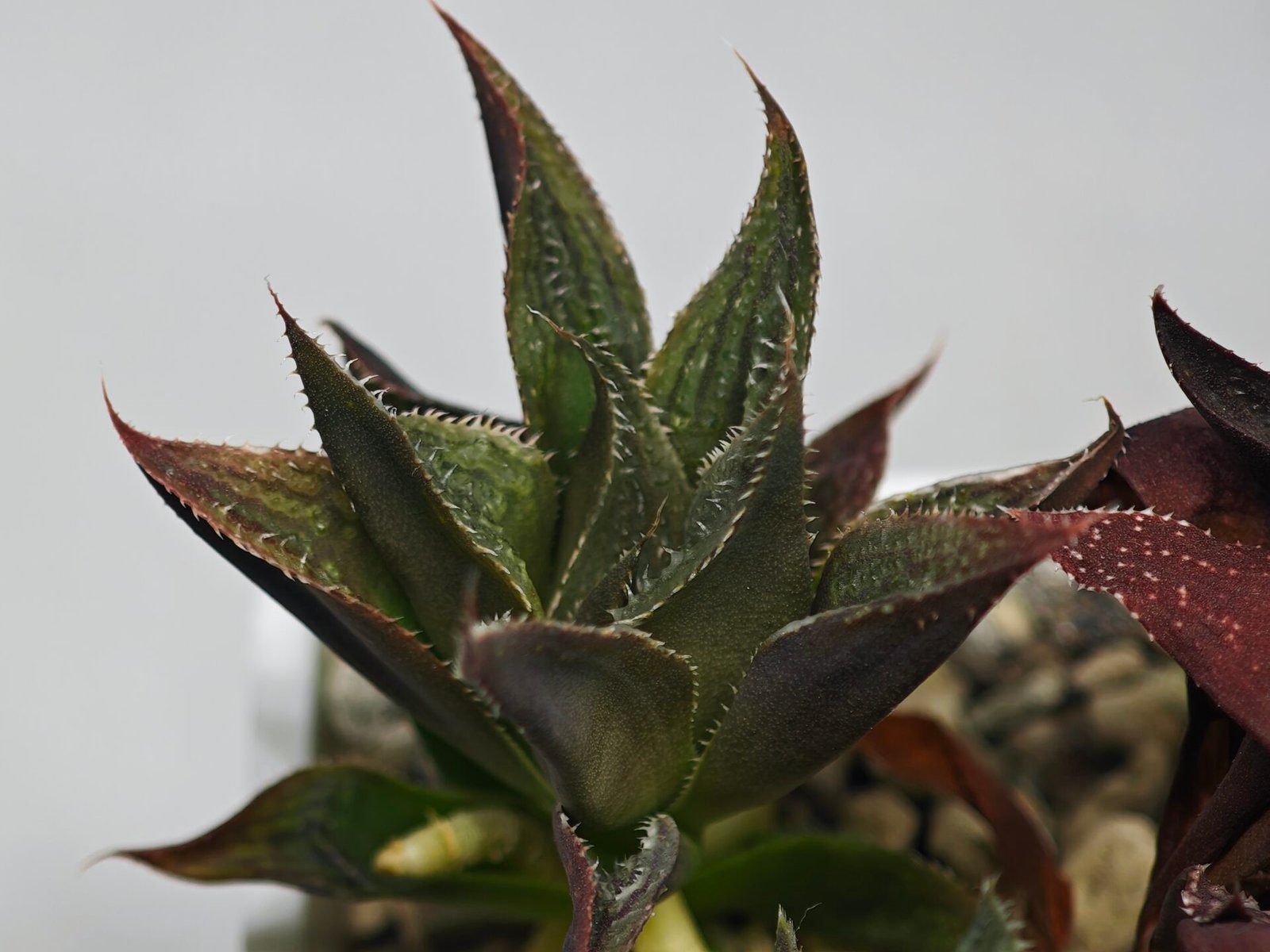 Haworthia Seedling MS174 Koibito Splendens x Syoukin Var - 6