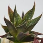 Haworthia Seedling MS174 Koibito Splendens x Syoukin Var - 7