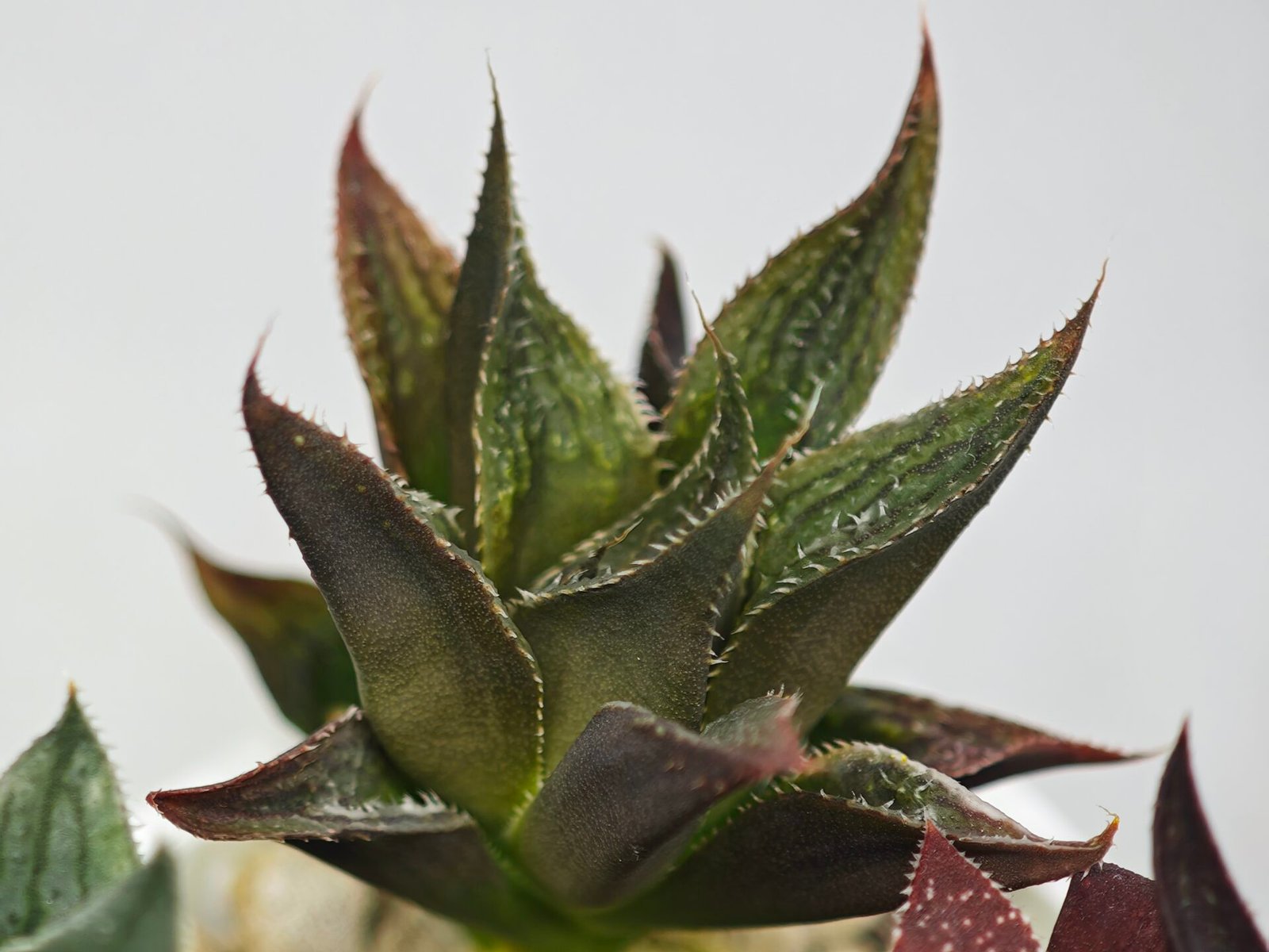 Haworthia Seedling MS174 Koibito Splendens x Syoukin Var - 7