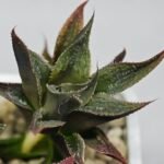 Haworthia Seedling MS174 Koibito Splendens x Syoukin Var - 8