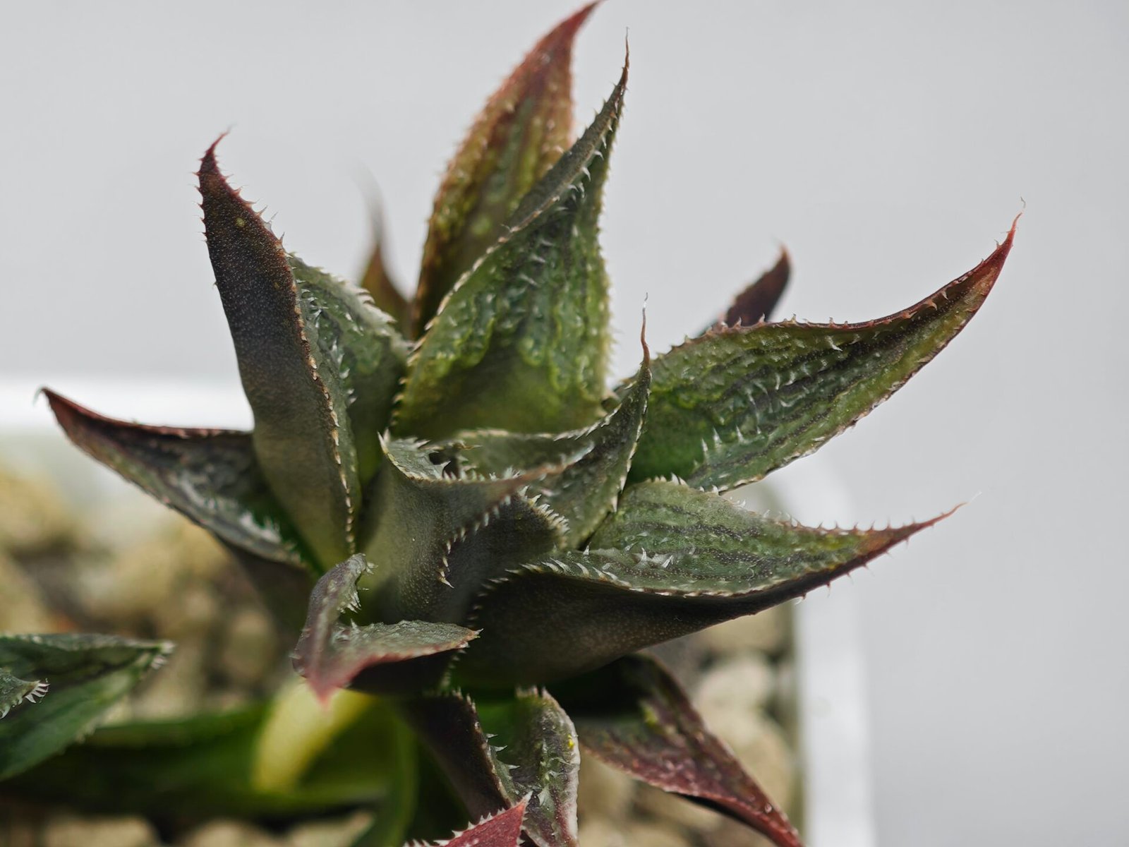 Haworthia Seedling MS174 Koibito Splendens x Syoukin Var - 8