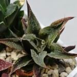 Haworthia Seedling MS174 Koibito Splendens x Syoukin Var - 9