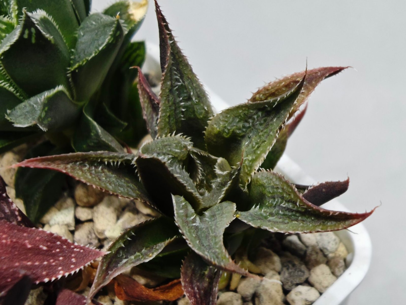 Haworthia Seedling MS174 Koibito Splendens x Syoukin Var - 9