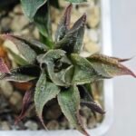 Haworthia Seedling MS174 Koibito Splendens x Syoukin Var - 10