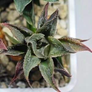 Haworthia Seedling MS174 Koibito Splendens x Syoukin Var - 10