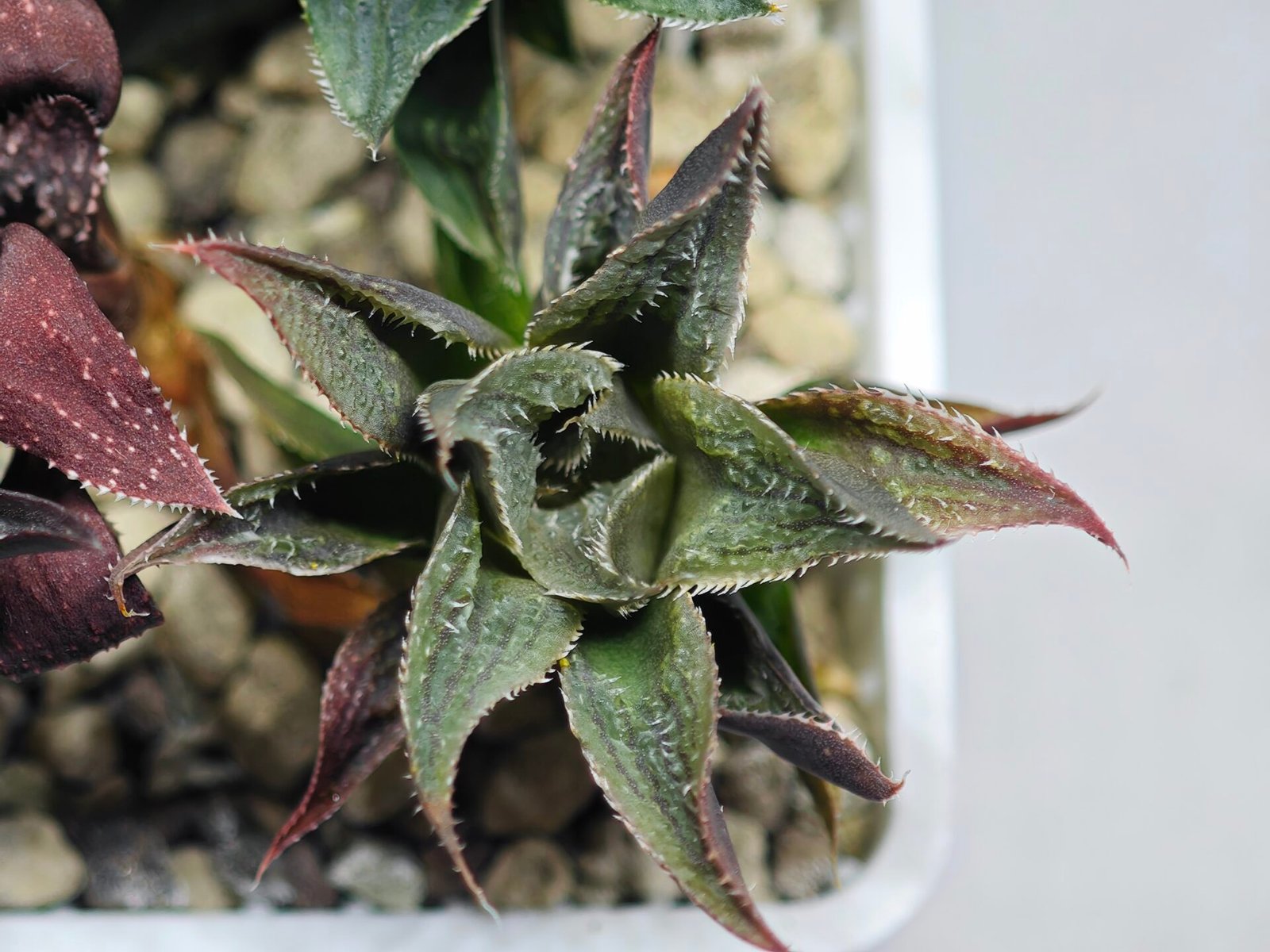 Haworthia Seedling MS174 Koibito Splendens x Syoukin Var - 10