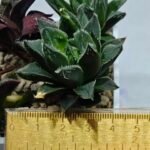 Haworthia Seedling MS175 Super White x Black Lucy - 1