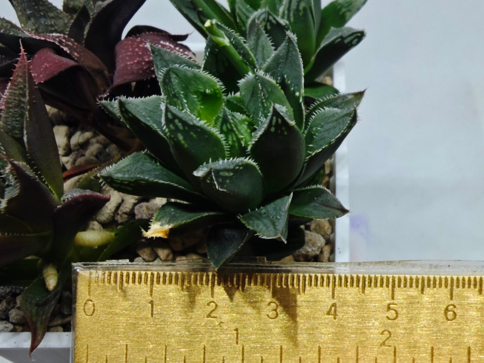Haworthia Seedling MS175 Super White x Black Lucy - 1