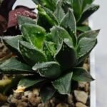 Haworthia Seedling MS175 Super White x Black Lucy - 2