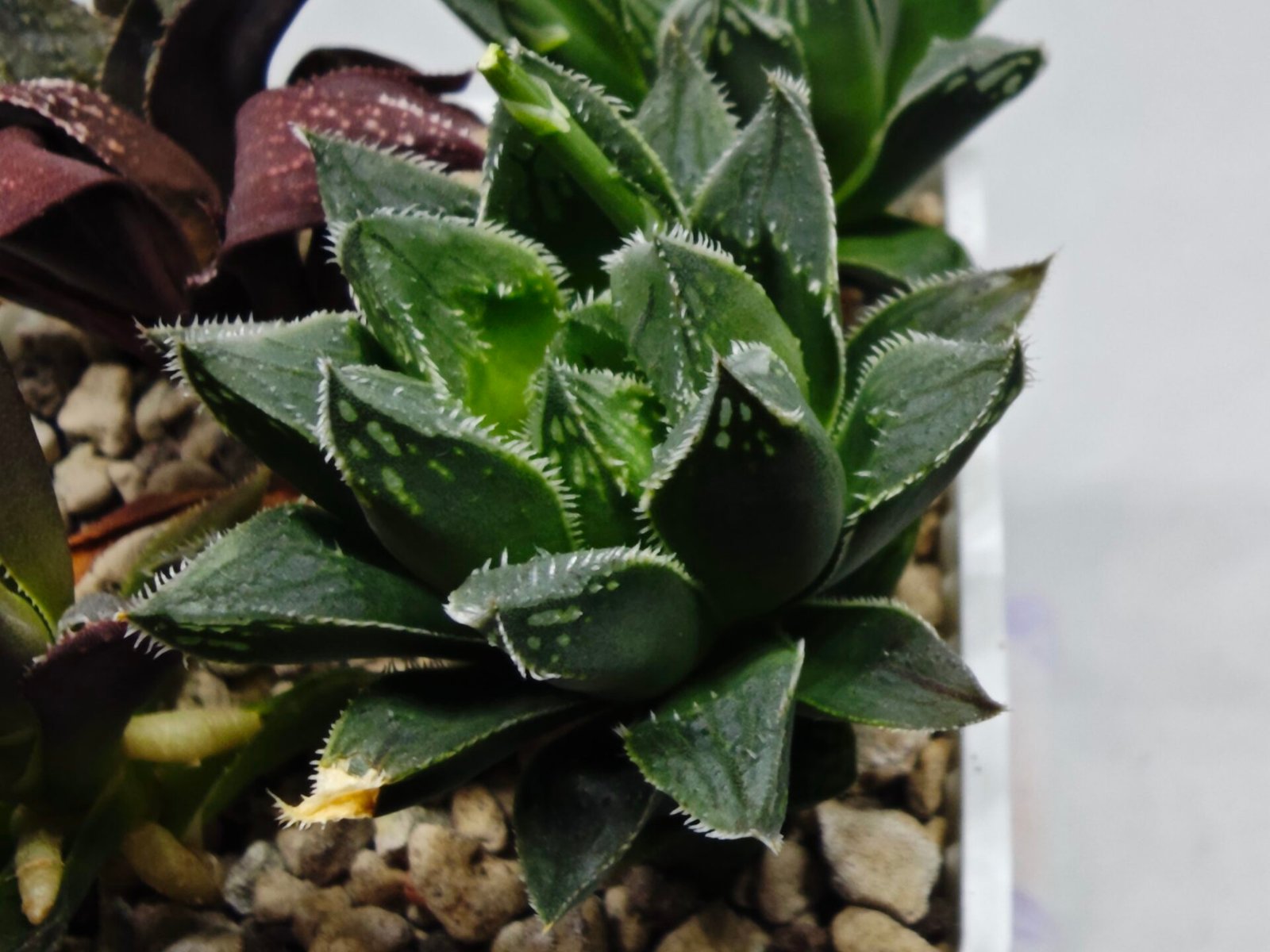 Haworthia Seedling MS175 Super White x Black Lucy - 2
