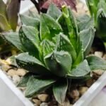 Haworthia Seedling MS175 Super White x Black Lucy - 3