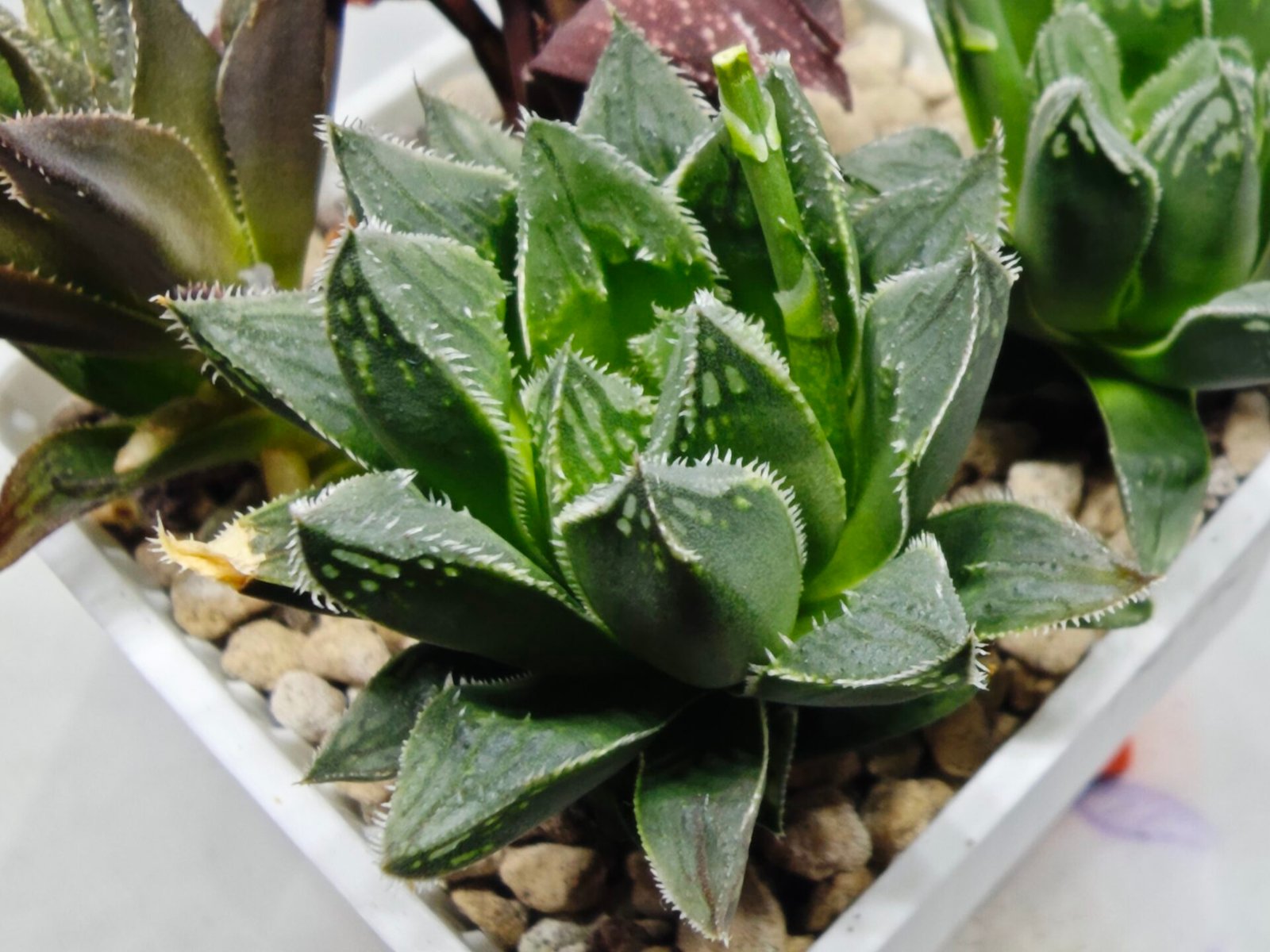 Haworthia Seedling MS175 Super White x Black Lucy - 3
