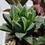 Haworthia Seedling MS175 Super White x Black Lucy - 4