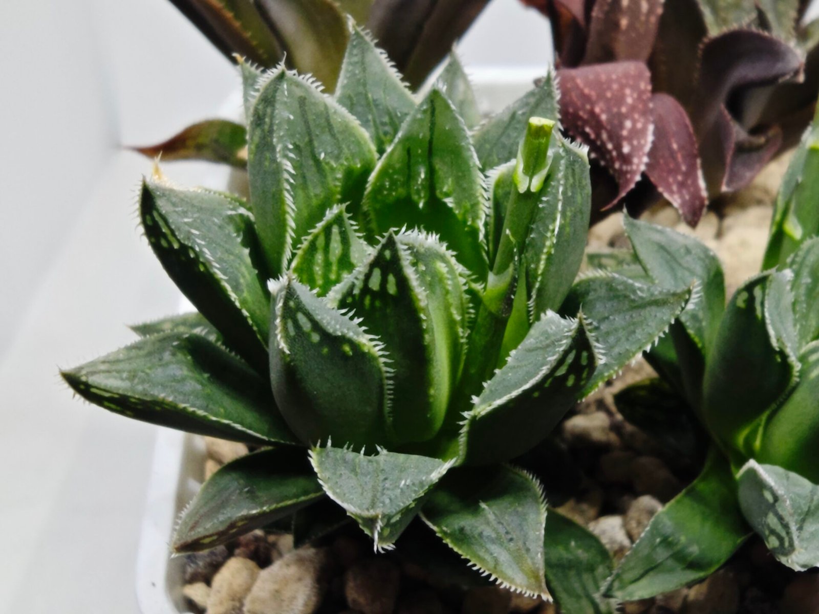 Haworthia Seedling MS175 Super White x Black Lucy - 4