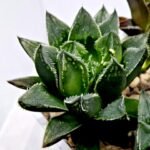 Haworthia Seedling MS175 Super White x Black Lucy - 5