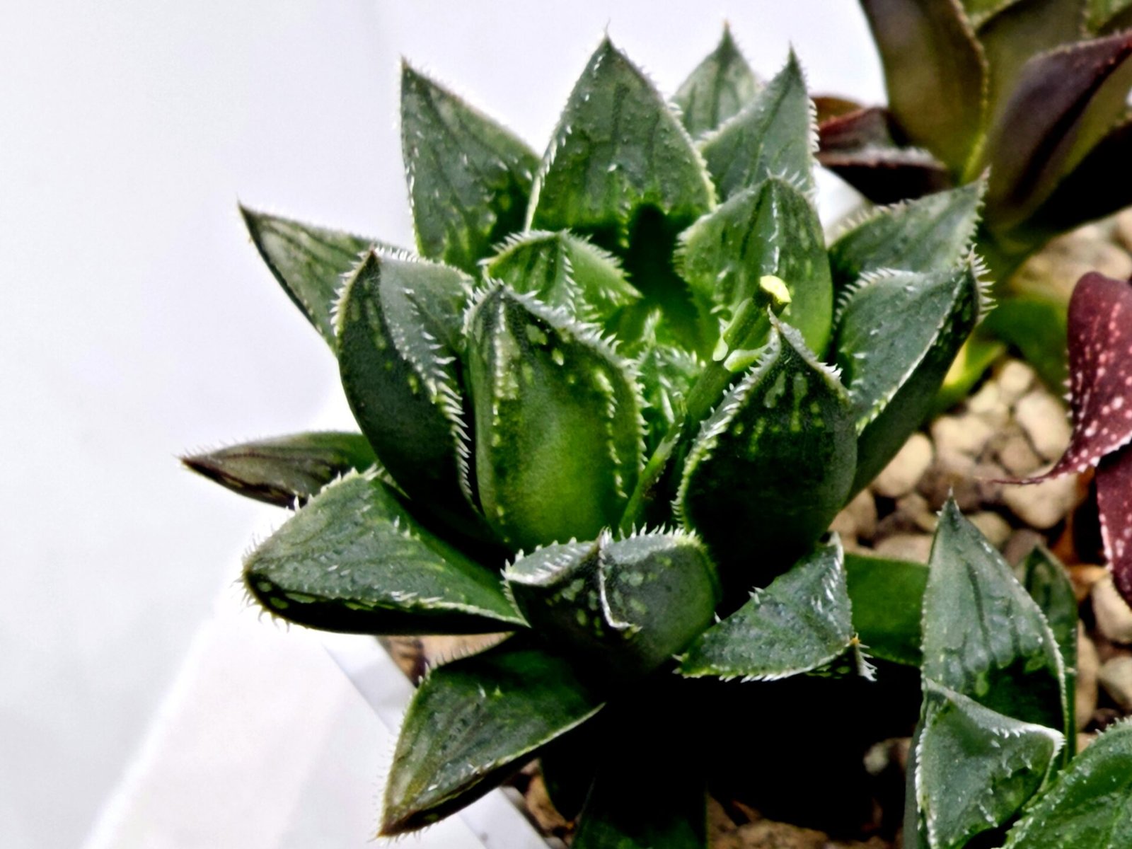 Haworthia Seedling MS175 Super White x Black Lucy - 5