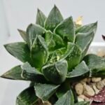 Haworthia Seedling MS175 Super White x Black Lucy - 6