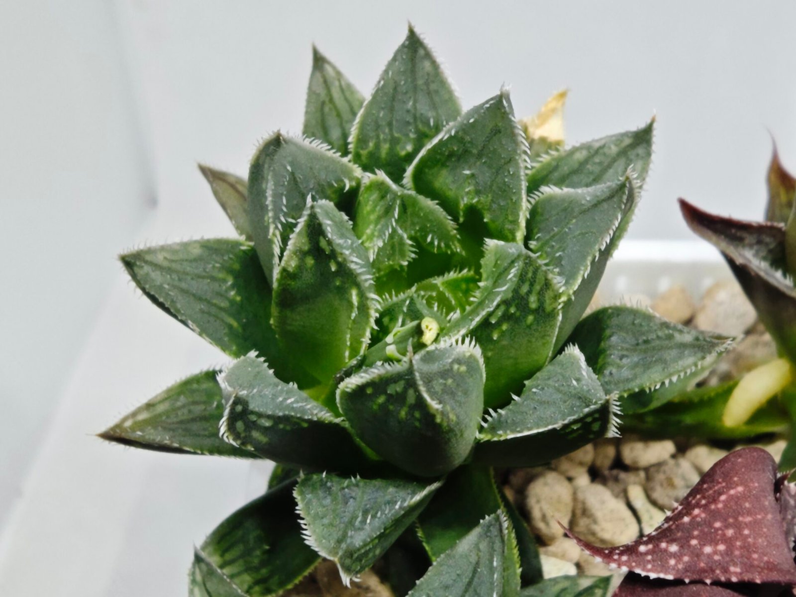Haworthia Seedling MS175 Super White x Black Lucy - 6