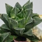 Haworthia Seedling MS175 Super White x Black Lucy - 7