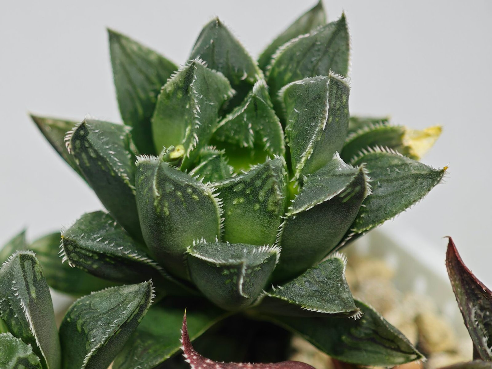 Haworthia Seedling MS175 Super White x Black Lucy - 7