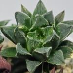 Haworthia Seedling MS175 Super White x Black Lucy - 8