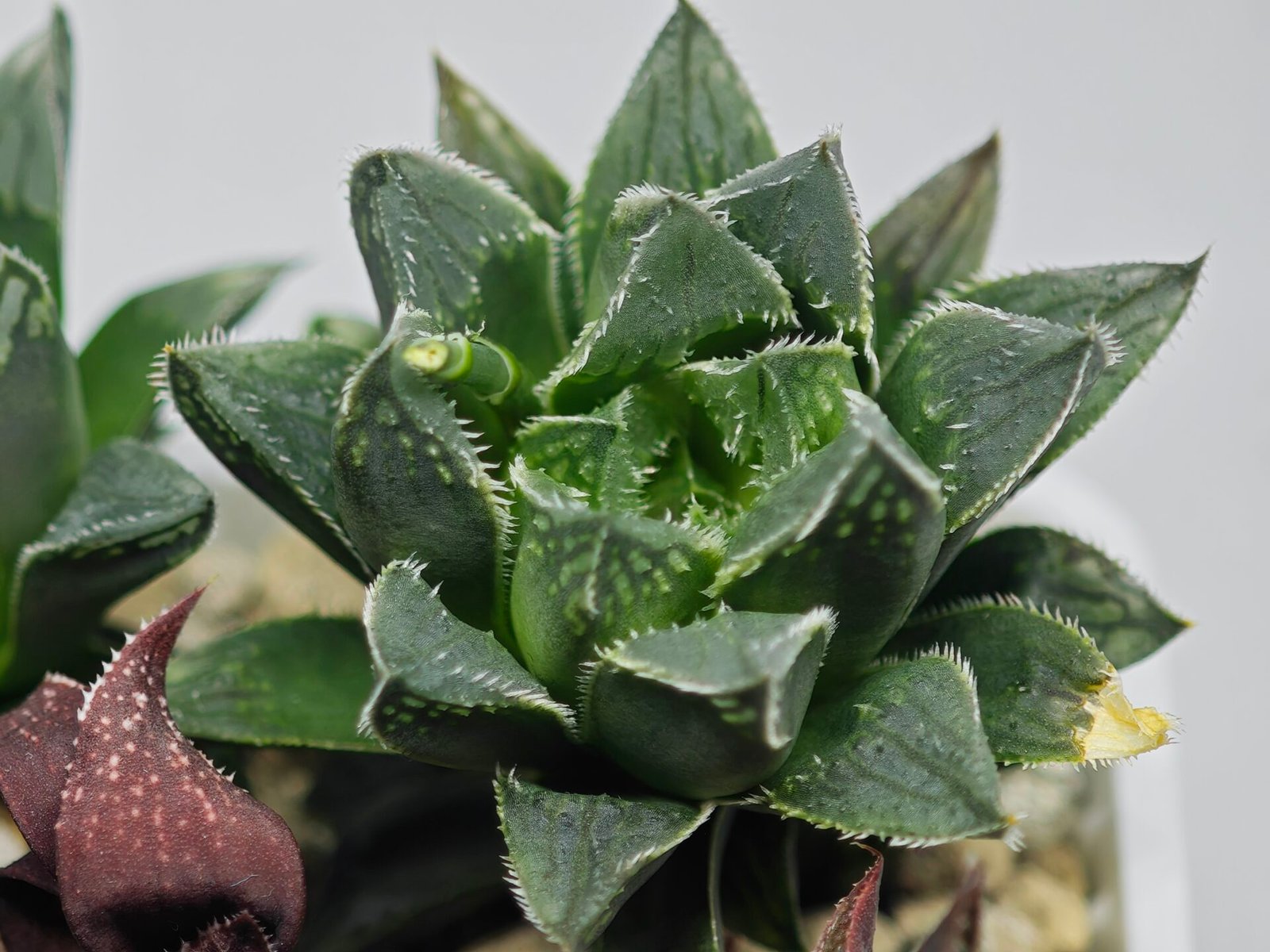 Haworthia Seedling MS175 Super White x Black Lucy - 8