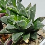 Haworthia Seedling MS175 Super White x Black Lucy - 9