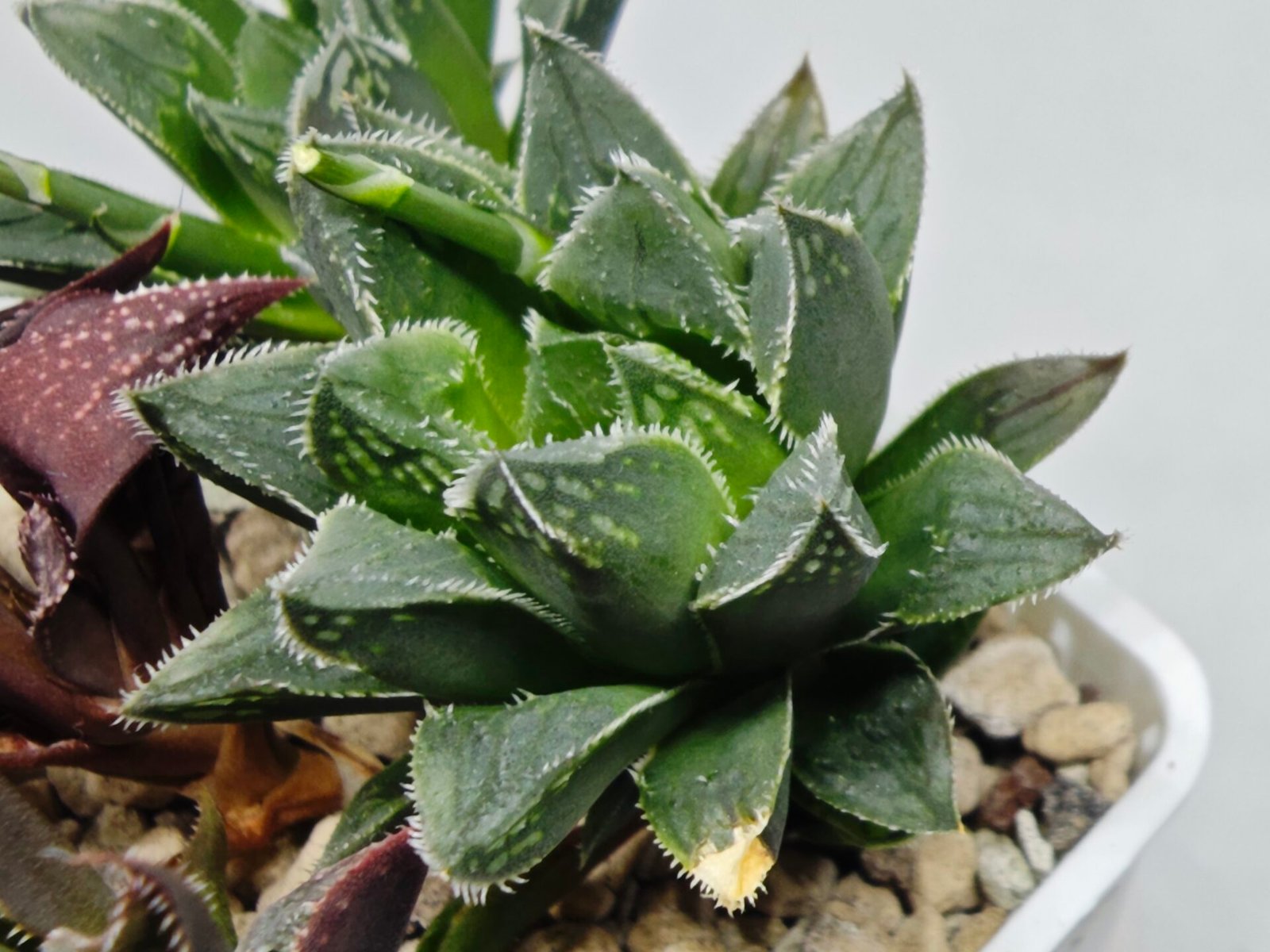 Haworthia Seedling MS175 Super White x Black Lucy - 9