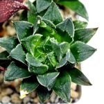 Haworthia Seedling MS175 Super White x Black Lucy - 10
