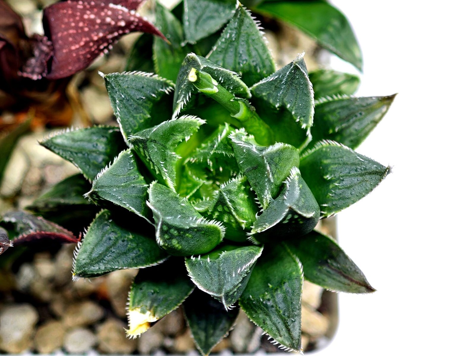 Haworthia Seedling MS175 Super White x Black Lucy - 10
