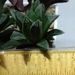 Haworthia Seedling MS176 Super White x Black Lucy - 1