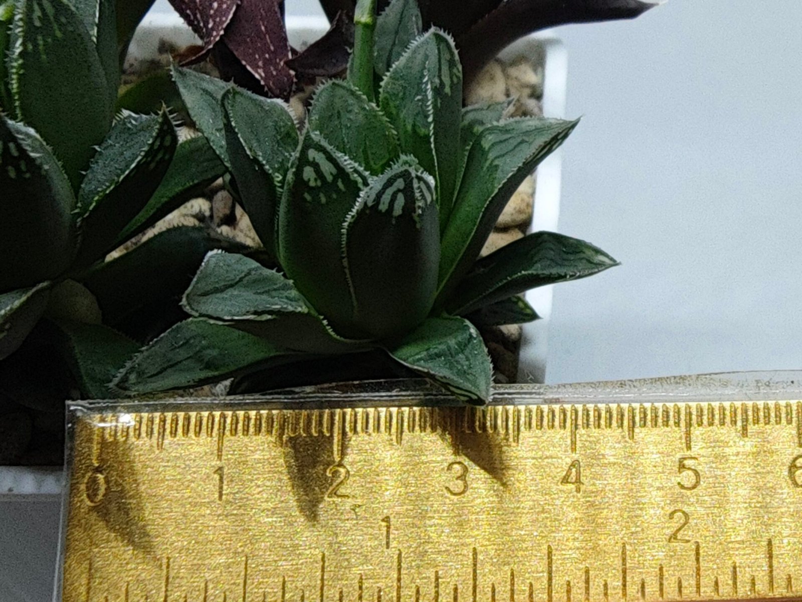 Haworthia Seedling MS176 Super White x Black Lucy - 1