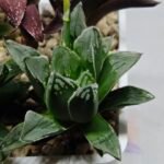 Haworthia Seedling MS176 Super White x Black Lucy - 2