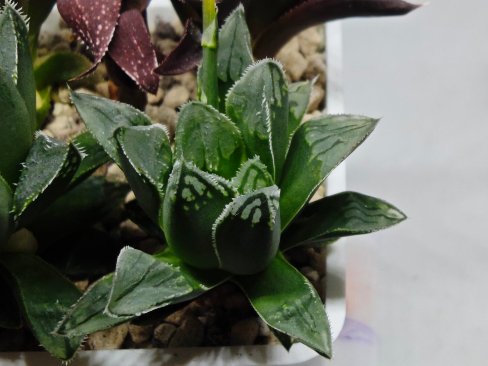 Haworthia Seedling MS176 Super White x Black Lucy - 2