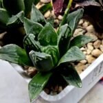 Haworthia Seedling MS176 Super White x Black Lucy - 3