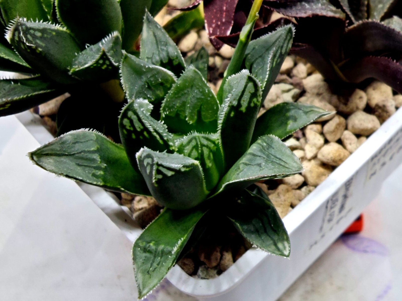 Haworthia Seedling MS176 Super White x Black Lucy - 3