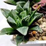Haworthia Seedling MS176 Super White x Black Lucy - 4
