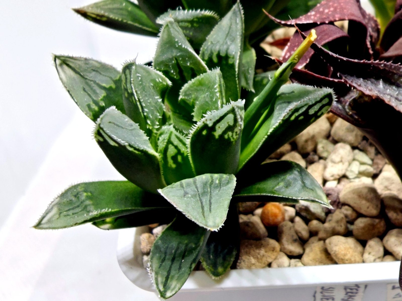 Haworthia Seedling MS176 Super White x Black Lucy - 4