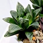 Haworthia Seedling MS176 Super White x Black Lucy - 5