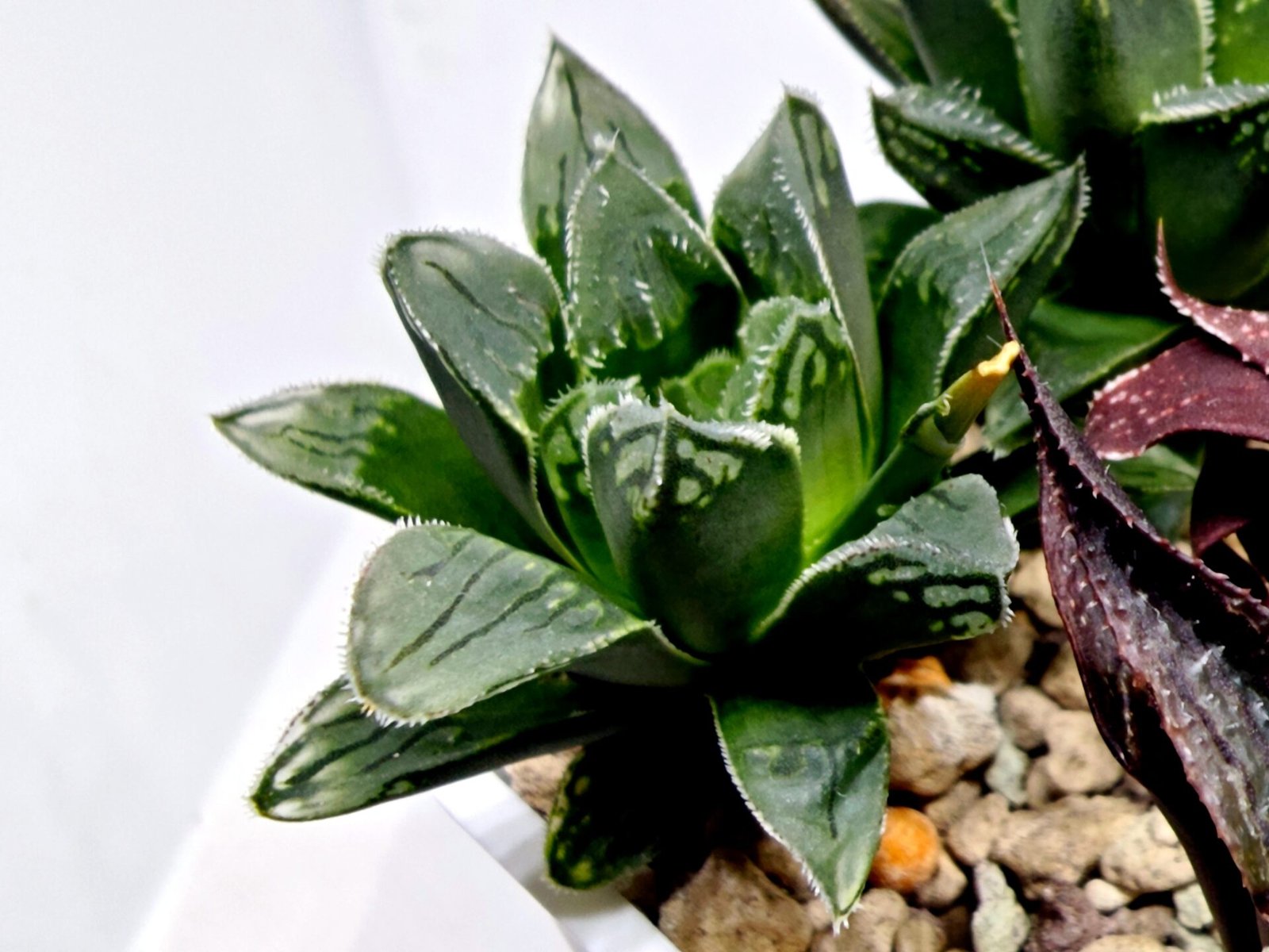 Haworthia Seedling MS176 Super White x Black Lucy - 5