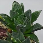 Haworthia Seedling MS176 Super White x Black Lucy - 6