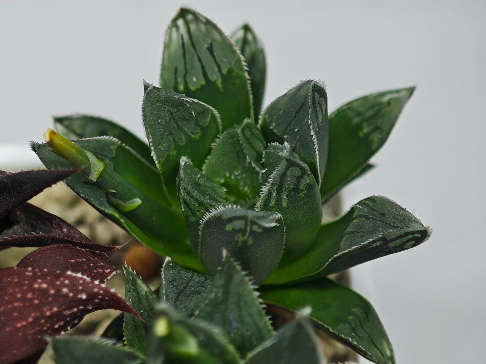 Haworthia Seedling MS176 Super White x Black Lucy - 6