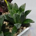 Haworthia Seedling MS176 Super White x Black Lucy - 7