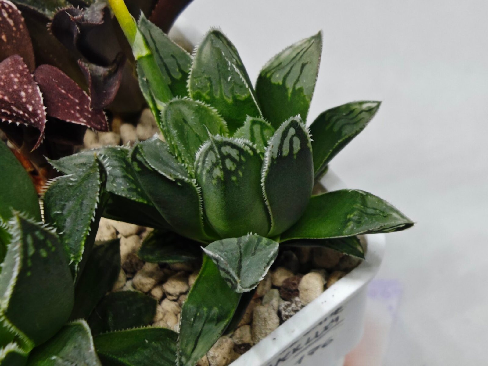 Haworthia Seedling MS176 Super White x Black Lucy - 7