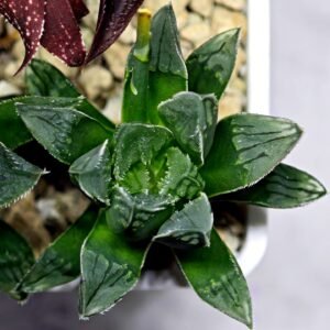 Haworthia Seedling MS176 Super White x Black Lucy - 8