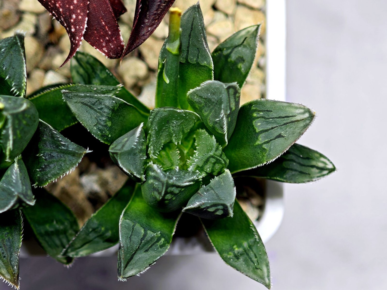 Haworthia Seedling MS176 Super White x Black Lucy - 8